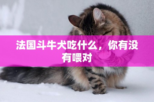 法國斗牛犬吃什么，你有沒有喂對