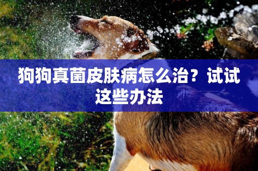 狗狗真菌皮膚病怎么治？試試這些辦法