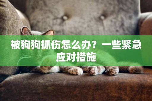 被狗狗抓傷怎么辦？一些緊急應對措施
