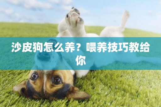 沙皮狗怎么養？喂養技巧教給你
