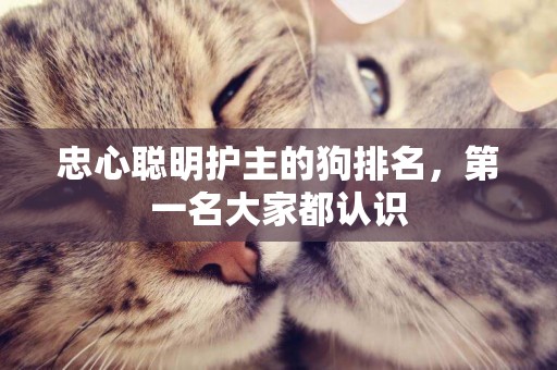 忠心聰明護主的狗排名，第一名大家都認識