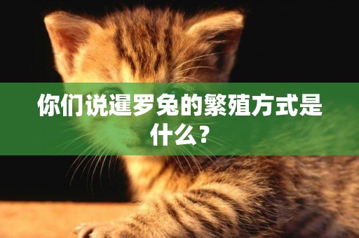 你們說暹羅兔的繁殖方式是什么？