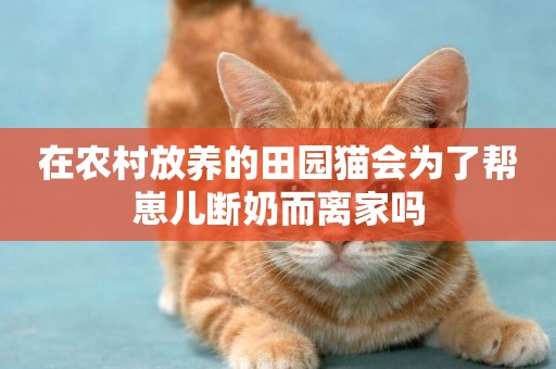 在農村放養的田園貓會為了幫崽兒斷奶而離家嗎