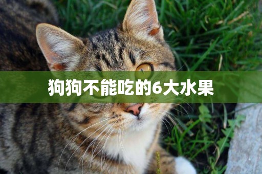 狗狗不能吃的6大水果