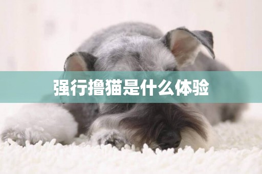 強行擼貓是什么體驗