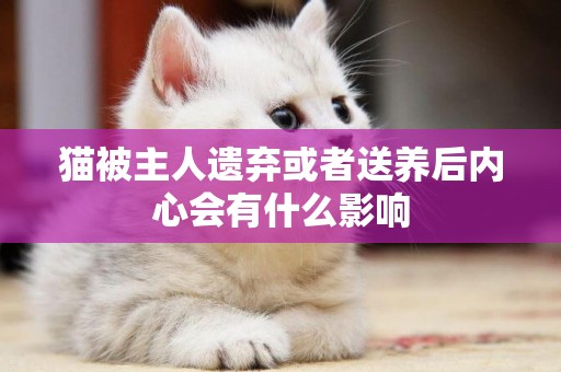 貓被主人遺棄或者送養后內心會有什么影響