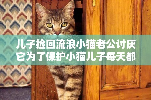 兒子撿回流浪小貓老公討厭它為了保護小貓兒子每天都被罵哭該怎么辦