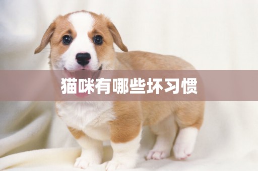 貓咪有哪些壞習慣