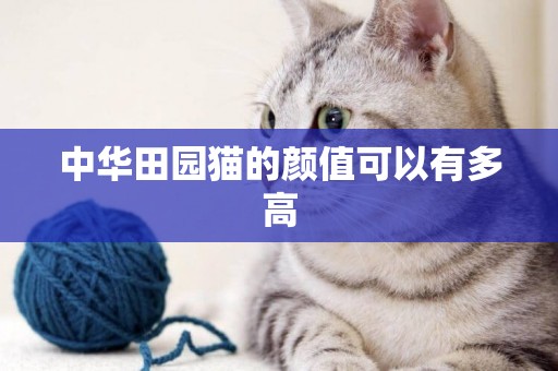 中華田園貓的顏值可以有多高