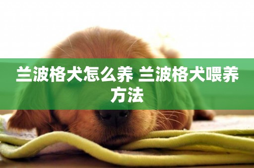 蘭波格犬怎么養 蘭波格犬喂養方法