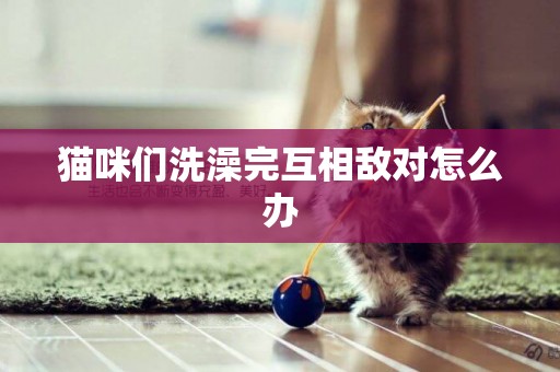 貓咪們洗澡完互相敵對怎么辦