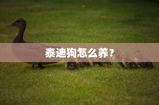 泰迪狗怎么養？