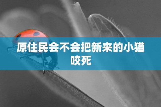 原住民會不會把新來的小貓咬死