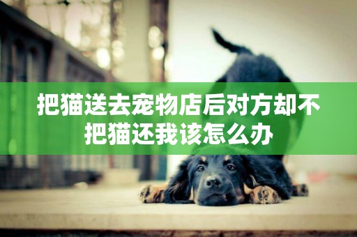 把貓送去寵物店后對方卻不把貓還我該怎么辦