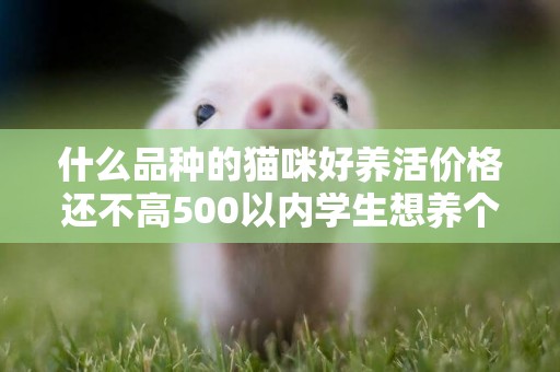 什么品種的貓咪好養活價格還不高500以內學生想養個貓咪但是買不起太貴的貓咪