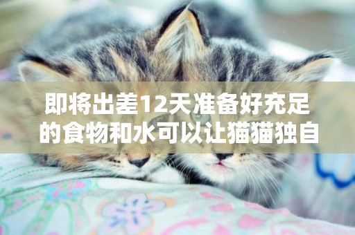 即將出差12天準備好充足的食物和水可以讓貓貓獨自在家嗎