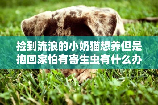 撿到流浪的小奶貓想養但是抱回家怕有寄生蟲有什么辦法嗎