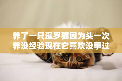 養了一只暹羅貓因為頭一次養沒經驗現在它喜歡沒事過來偷襲我一下這是為什么