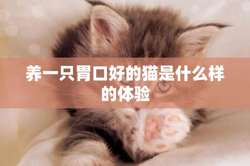 養一只胃口好的貓是什么樣的體驗