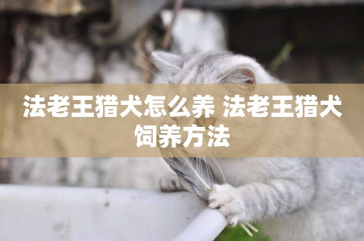 法老王獵犬怎么養 法老王獵犬飼養方法