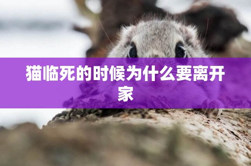 貓臨死的時候為什么要離開家