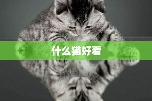 什么貓好看