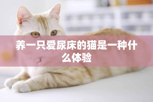 養一只愛尿床的貓是一種什么體驗