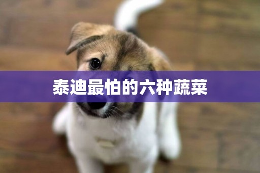 泰迪最怕的六種蔬菜