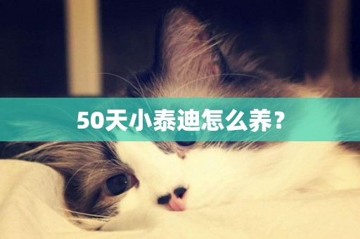 50天小泰迪怎么養？