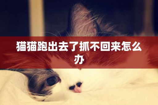 貓貓跑出去了抓不回來怎么辦