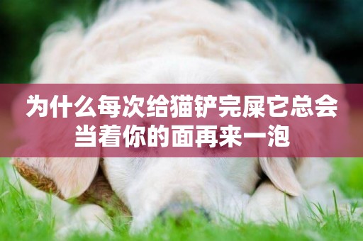 為什么每次給貓鏟完屎它總會當著你的面再來一泡