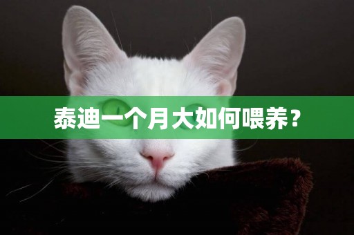 泰迪一個月大如何喂養？