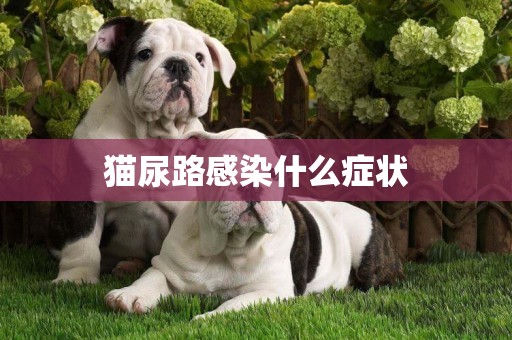 貓尿路感染什么癥狀