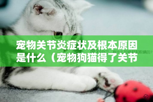 寵物關節炎癥狀及根本原因是什么（寵物狗貓得了關節炎怎么辦）