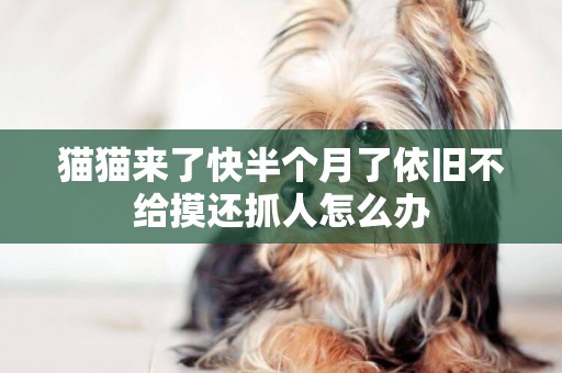 貓貓來了快半個月了依舊不給摸還抓人怎么辦