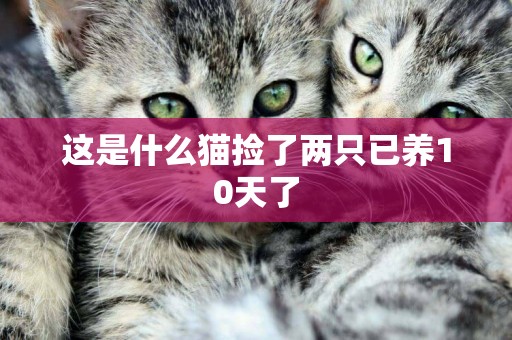 這是什么貓撿了兩只已養10天了