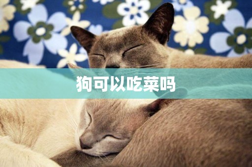 狗可以吃菜嗎