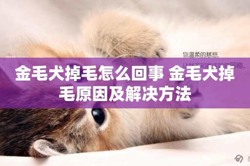 金毛犬掉毛怎么回事 金毛犬掉毛原因及解決方法