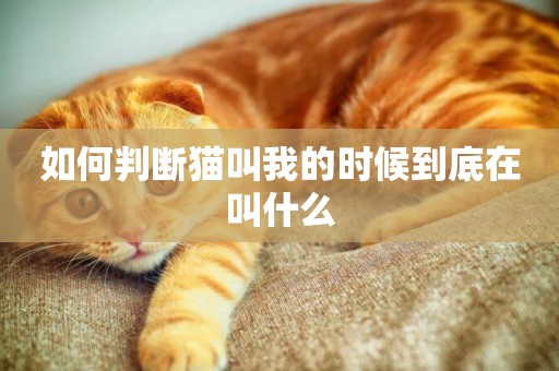 如何判斷貓叫我的時候到底在叫什么