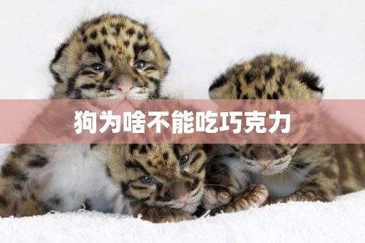 狗為啥不能吃巧克力