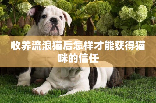 收養流浪貓后怎樣才能獲得貓咪的信任