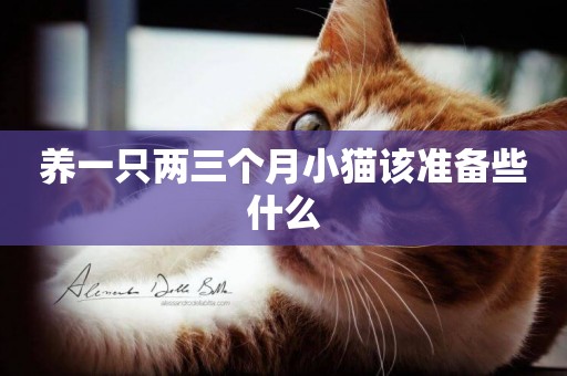 養一只兩三個月小貓該準備些什么