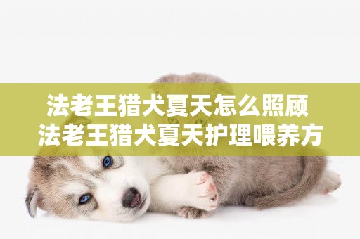 法老王獵犬夏天怎么照顧 法老王獵犬夏天護理喂養方法