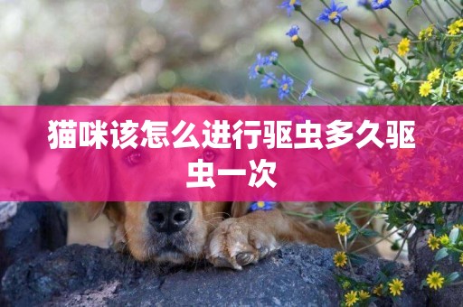 貓咪該怎么進行驅蟲多久驅蟲一次