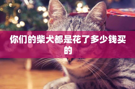 你們的柴犬都是花了多少錢買的