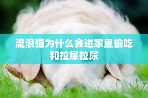 流浪貓為什么會進家里偷吃和拉屎拉尿