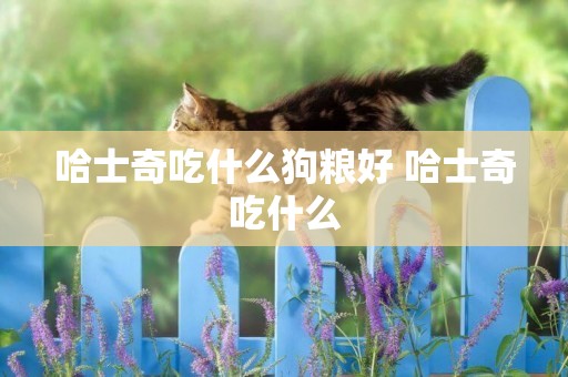 哈士奇吃什么狗糧好 哈士奇吃什么