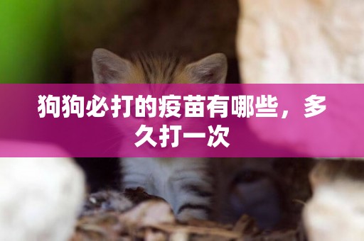 狗狗必打的疫苗有哪些，多久打一次