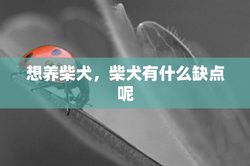 想養柴犬，柴犬有什么缺點呢