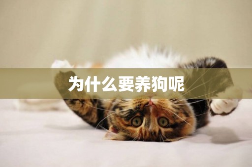 為什么要養狗呢